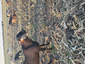 Tap aglonubiar varsta1jumate - imagine 5