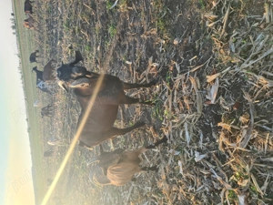 Tap de vânzare aglonubian  vârstă 1 jumate