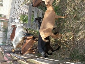 Vând 2 capre sanen. - imagine 4