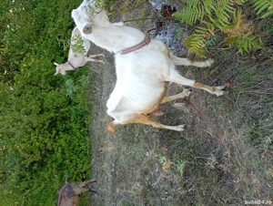 Vând 2 capre sanen.