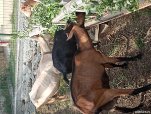 Vand capre alpina franceza si un țap  - imagine 4