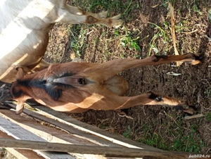 Vand capre alpina franceza si un țap  - imagine 3