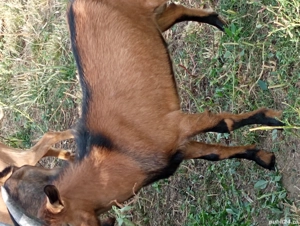 Vand capre alpina franceza si un țap  - imagine 2