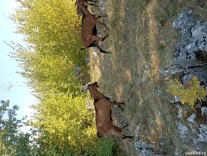 Vand capre alpina franceza si un țap