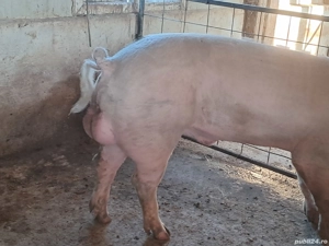 vier landrace  - imagine 2