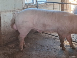 vier landrace  - imagine 3