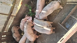 Vând purcei rasa de carne