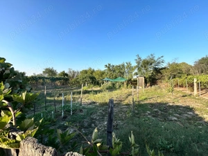 Vand casa batranesca + 1000mp teren intravilan, com. Dragutesti, sat Urechesti - imagine 6