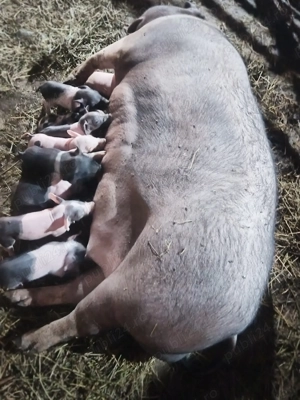 Scroaf  cu purcei  - imagine 2