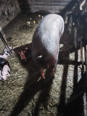 Scroaf  cu purcei  - imagine 4