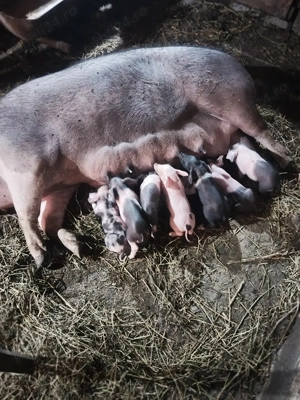 Scroaf  cu purcei  - imagine 3