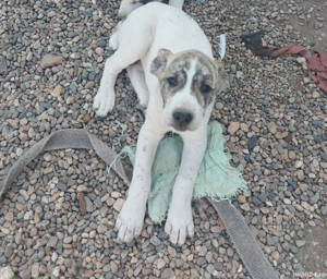 Cățelul de vănzare  - imagine 3