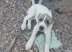 Cățelul de vănzare  - imagine 2