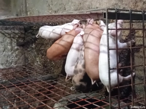 Porci de vânzare - imagine 2 Porci de vânzare - imagine 2