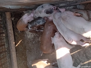 Porci de vânzare - imagine 3 Porci de vânzare - imagine 3