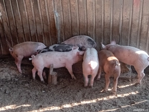 Porci de vânzare - imagine 4 Porci de vânzare - imagine 4