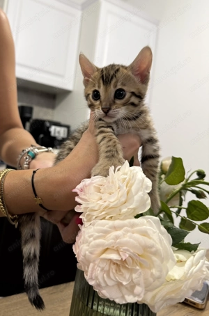 Pui de pisica Bengal brown spotted tabby - imagine 2