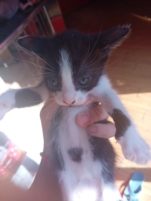 Donez pisici  - imagine 3