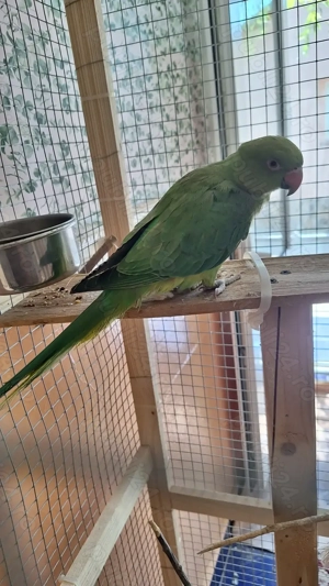 Papagal Micul Alexandru - imagine 3