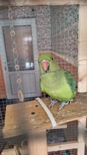 Papagal Micul Alexandru - imagine 4