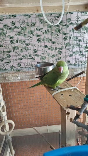 Papagal Micul Alexandru - imagine 2