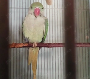 Vând papagali marele Alexander nimfe aratinga rossele cântător detalii la telefon sau mesaj !!!!!!!!