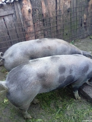 pandelea vasile - imagine 3