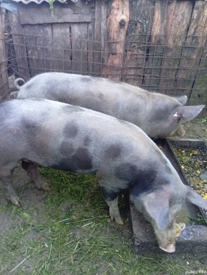 pandelea vasile - imagine 2