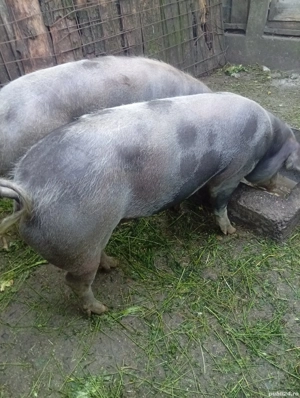 pandelea vasile - imagine 4