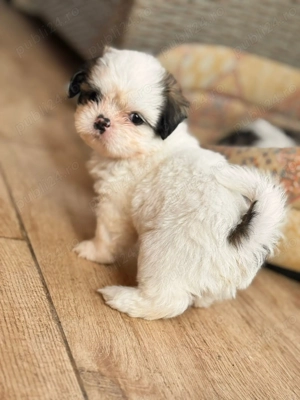 Cățeluși ShiTzu  - imagine 4 Cățeluși ShiTzu  - imagine 4