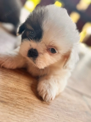 Cățeluși ShiTzu  - imagine 2 Cățeluși ShiTzu  - imagine 2