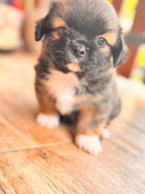 Cățeluși ShiTzu  - imagine 3 Cățeluși ShiTzu  - imagine 3