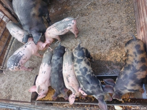 De Vanzare 4 Baeti Si 6 Fete