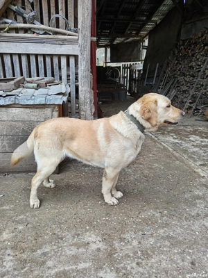 Femelă labrador 3ani
