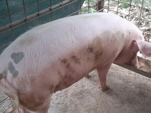 Porci de vanzare. - imagine 2