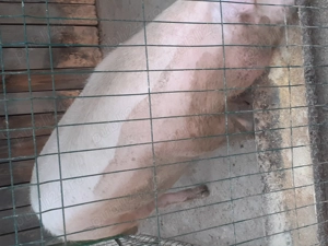 Porci de vanzare. - imagine 3