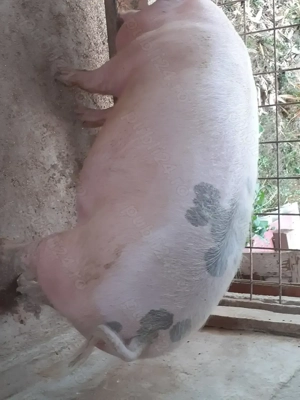 Porci de vanzare. - imagine 4