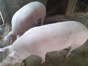 Porci de vanzare. - imagine 5