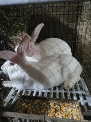 Vând iepuri Hycole Francez