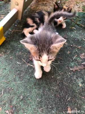pisici gratis