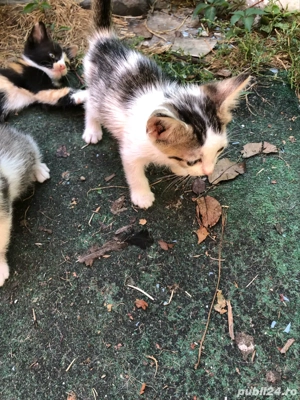 pisici gratis - imagine 4