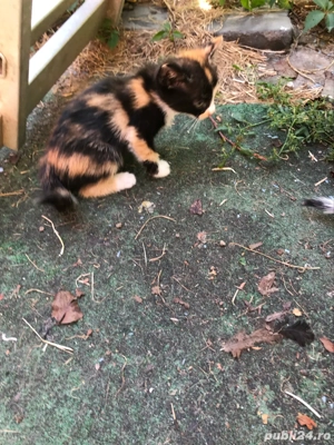 pisici gratis - imagine 2