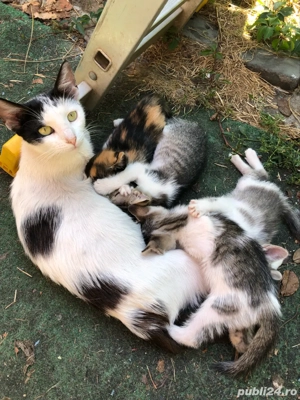 pisici gratis - imagine 3