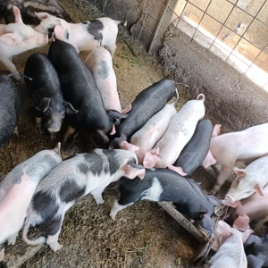 Purcei de vânzare MĂRUNȚEI OLT