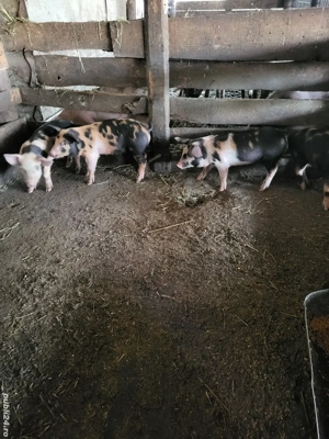 Animale de vânzare - imagine 3 Animale de vânzare - imagine 3