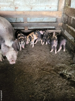 Animale de vânzare - imagine 2 Animale de vânzare - imagine 2