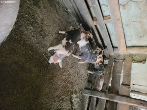 Animale de vânzare - imagine 4 Animale de vânzare - imagine 4