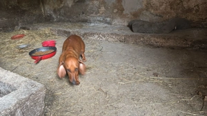 Tekel  de vanzare 3 fetite 