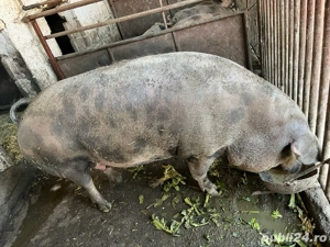 porc pentru sacrificat si 5 soldani 