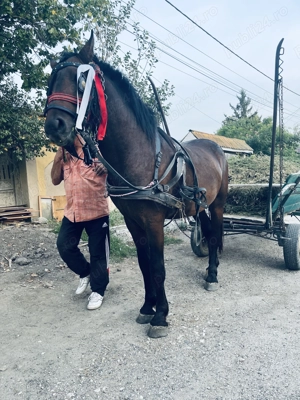 Cal de vânzare metis frizian 2 ani  - imagine 2